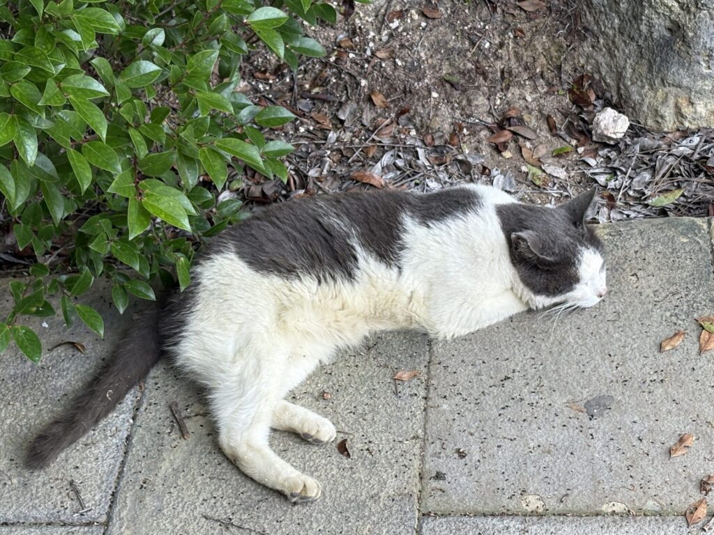 雲仙地獄に寝転がる猫